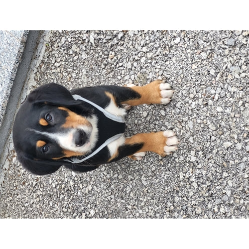 Mr.Pet spletna trgovina