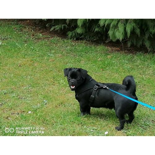 Mr.Pet spletna trgovina