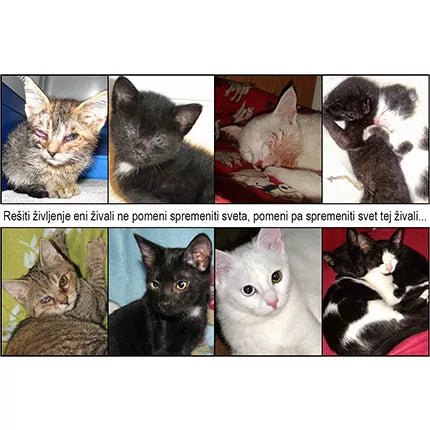 Spletna trgovina Mr.Pet