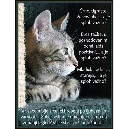 Spletna trgovina Mr.Pet