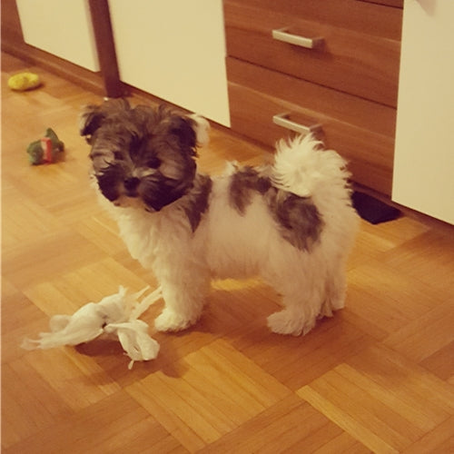Mr.Pet spletna trgovina