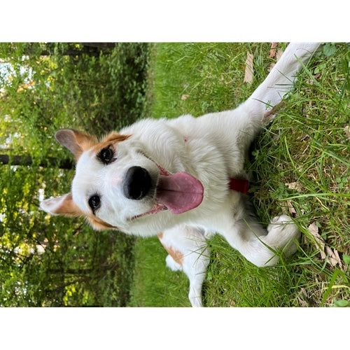 Mr.Pet spletna trgovina