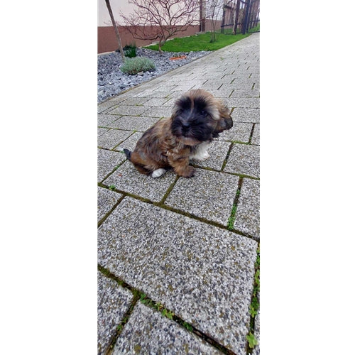 Mr.Pet spletna trgovina