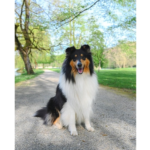 Mr.Pet spletna trgovina