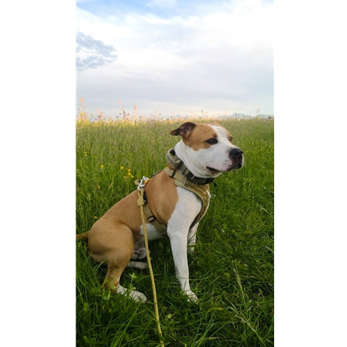 Mr.Pet spletna trgovina