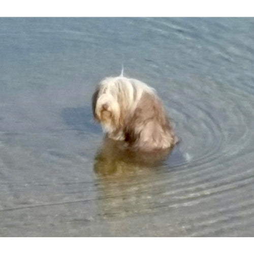 Mr.Pet spletna trgovina