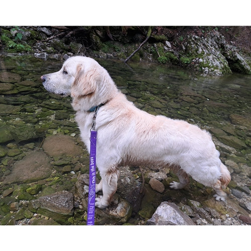 Mr.Pet spletna trgovina