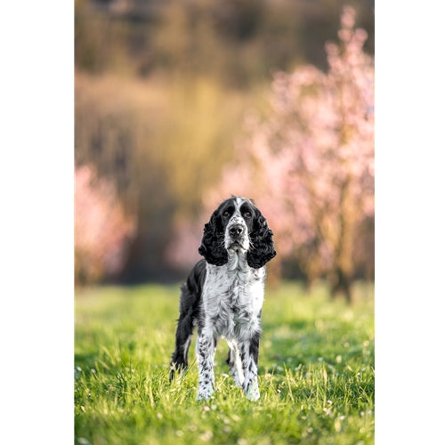 Mr.Pet spletna trgovina