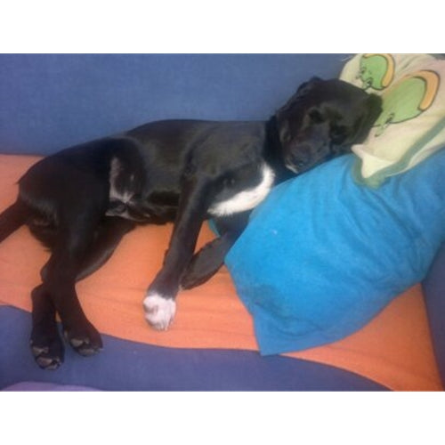 Mr.Pet spletna trgovina