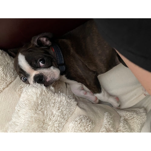 Spletna trgovina Mr.Pet