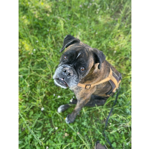 Mr.Pet spletna trgovina