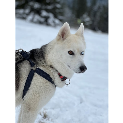 Spletna trgovina Mr.Pet