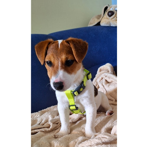 Spletna trgovina Mr.Pet