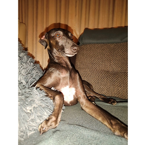 Mr.Pet spletna trgovina
