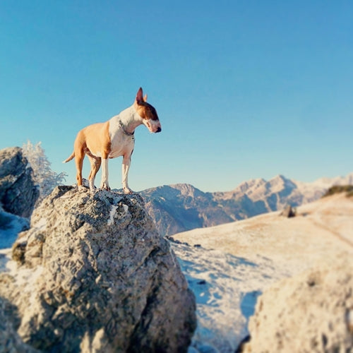 Mr.Pet spletna trgovina