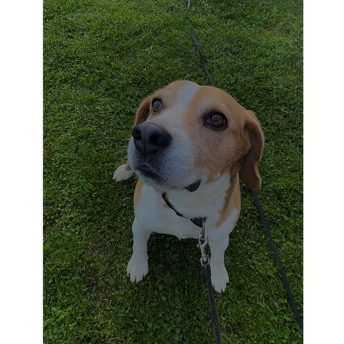 Spletna trgovina Mr.Pet