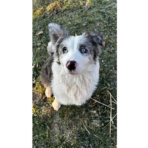 Mr.Pet spletna trgovina