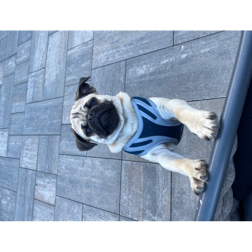 Mr.Pet spletna trgovina