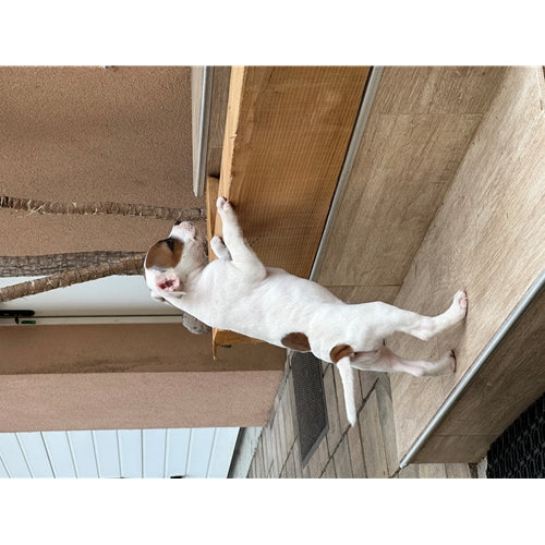 Mr.Pet spletna trgovina