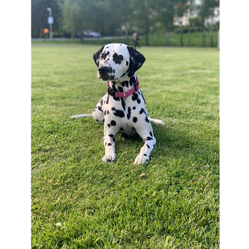 Mr.Pet spletna trgovina