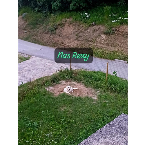 Mr.Pet spletna trgovina