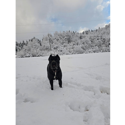 Mr.Pet spletna trgovina