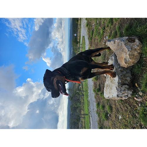 Mr.Pet spletna trgovina