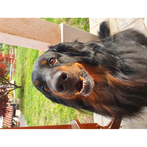 Mr.Pet spletna trgovina