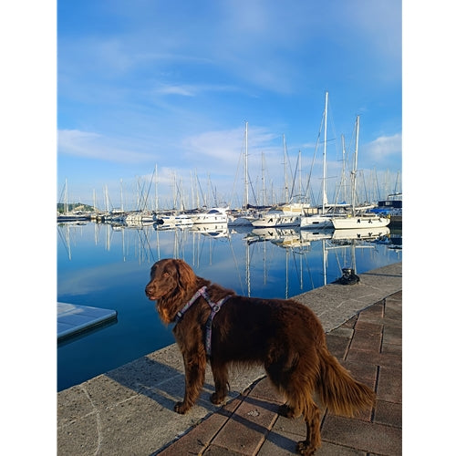 Mr.Pet spletna trgovina