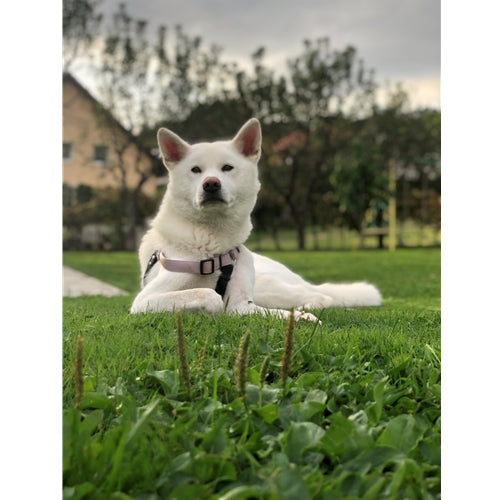 Mr.Pet spletna trgovina