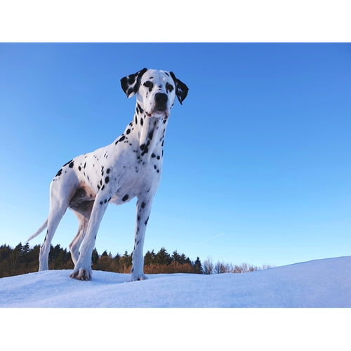 Mr.Pet spletna trgovina