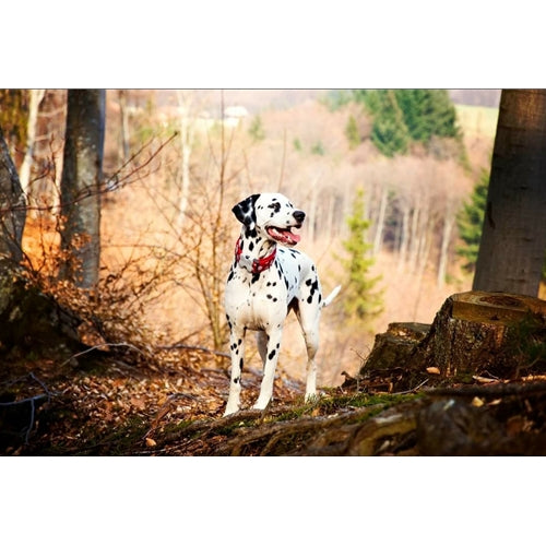 Mr.Pet spletna trgovina