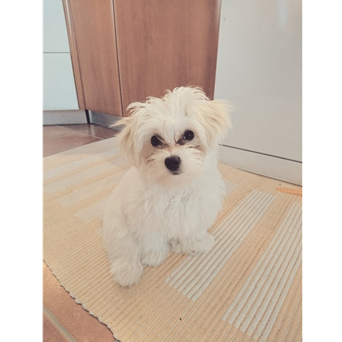 Mr.Pet spletna trgovina