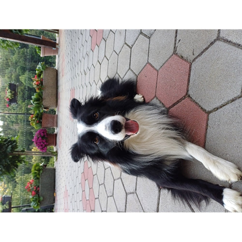 Mr.Pet spletna trgovina
