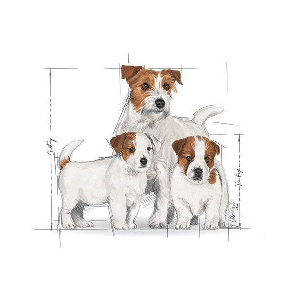 Royal Canin Mini Starter - 1 kg (3)