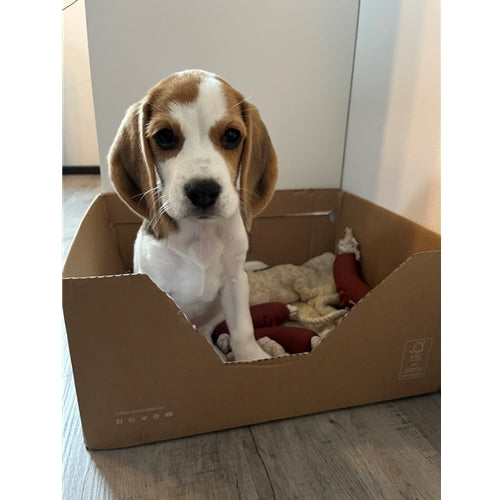 Mr.Pet spletna trgovina