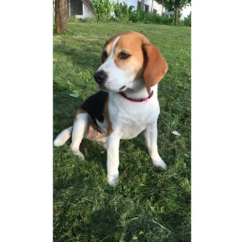 Mr.Pet spletna trgovina