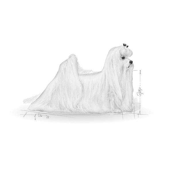 Royal Canin Maltese Adult - 500 g (3)