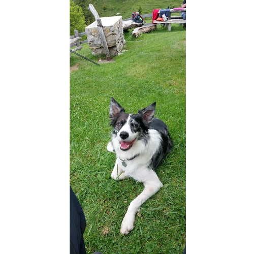 Spletna trgovina Mr.Pet