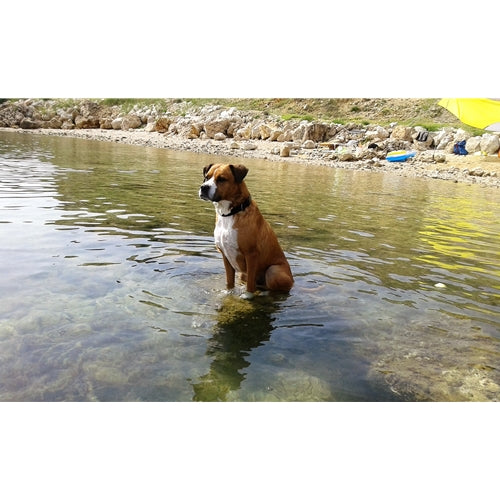 Mr.Pet spletna trgovina