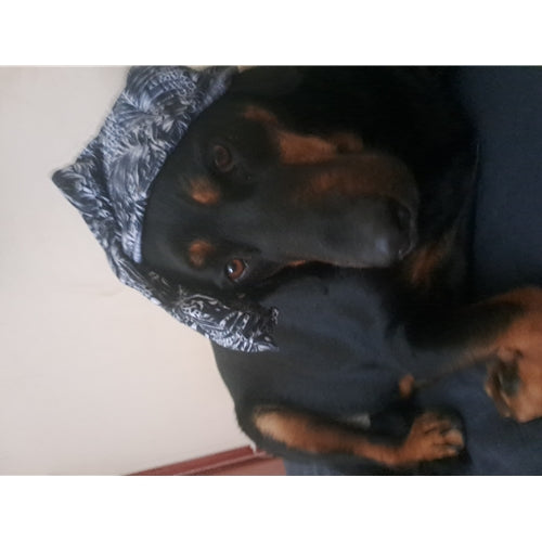 Mr.Pet spletna trgovina