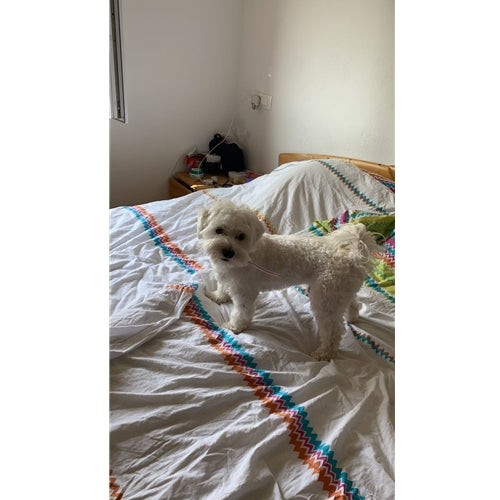 Mr.Pet spletna trgovina