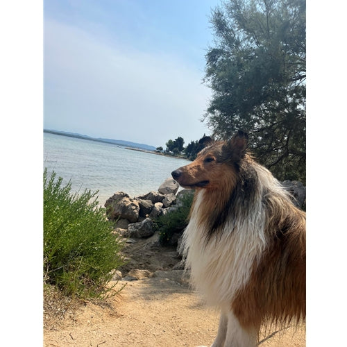 Mr.Pet spletna trgovina