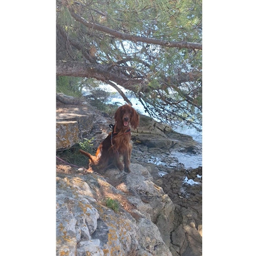 Mr.Pet spletna trgovina