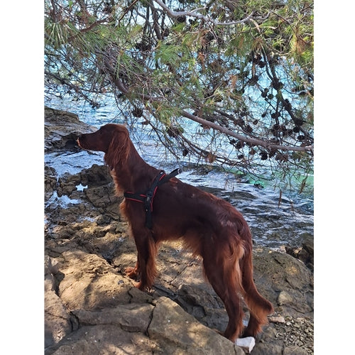 Mr.Pet spletna trgovina