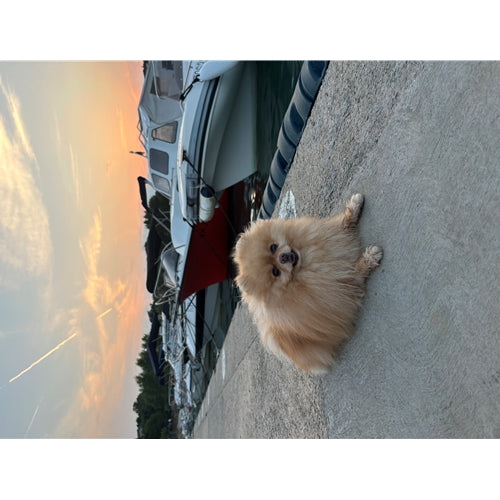 Mr.Pet spletna trgovina