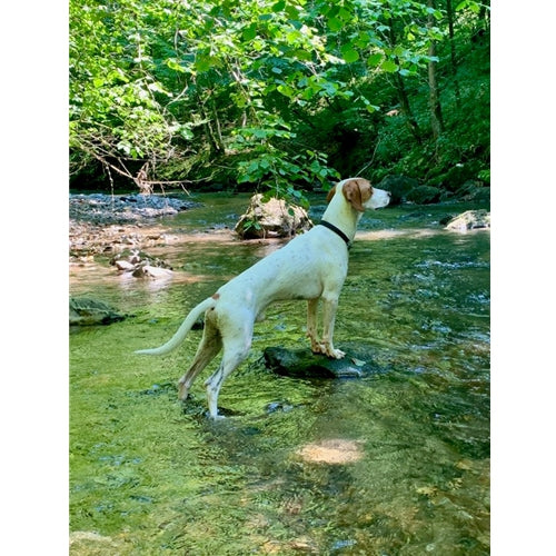 Spletna trgovina Mr.Pet