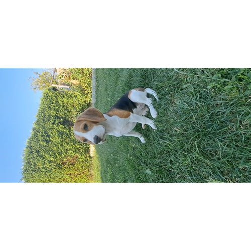 Spletna trgovina Mr.Pet