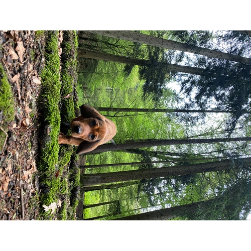 Mr.Pet spletna trgovina