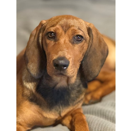 Mr.Pet spletna trgovina